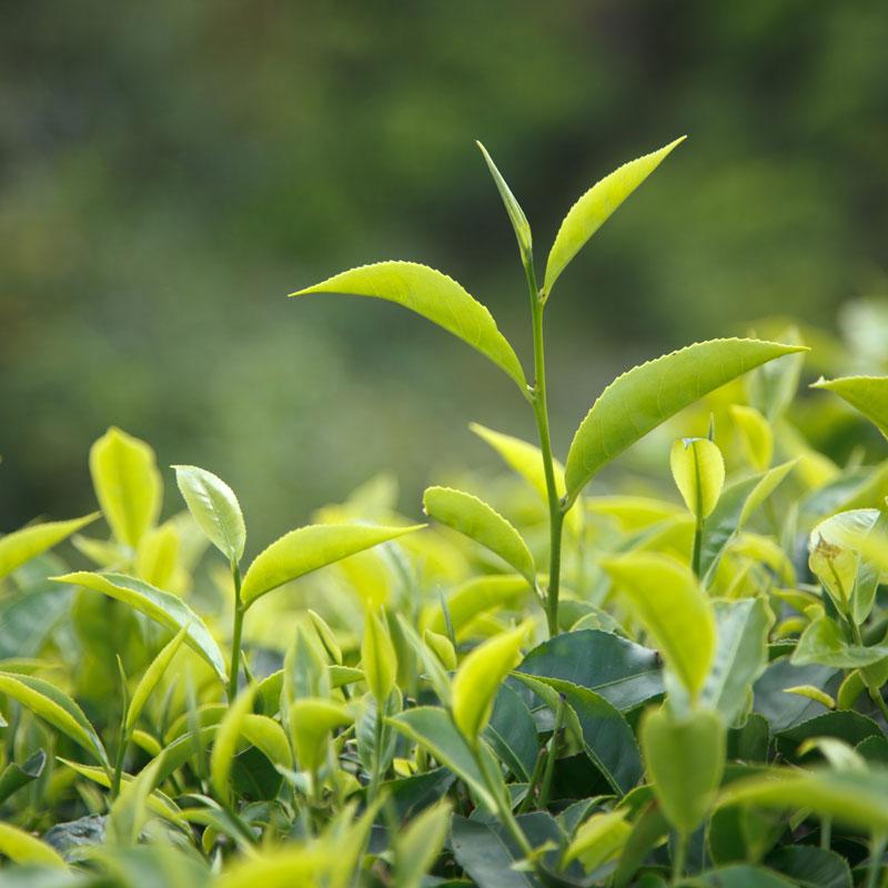 Green Bamboo Teacup  The Fragrant Leaf Tea Albuquerque