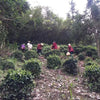 Lu An Gua Pian Tea Garden - Picking Tea