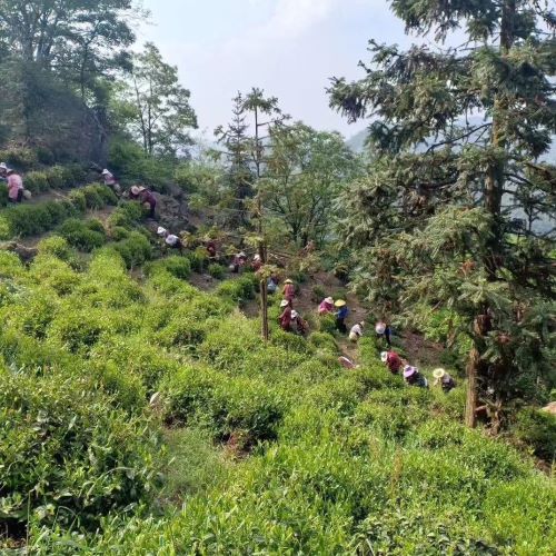 Lu An Gua Pian Tea Garden